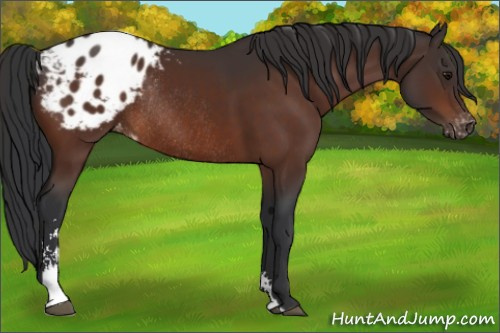 Horse Color:Bay Sabino Appaloosa Rabicano 