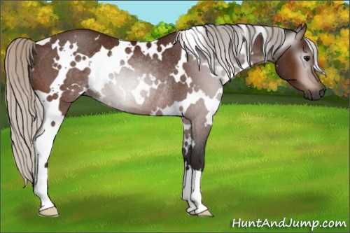 Horse Color:Gray White Spotted Silver Bay Rabicano 