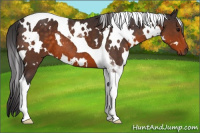 Horse Color:White Spotted Buckskin Tobiano 