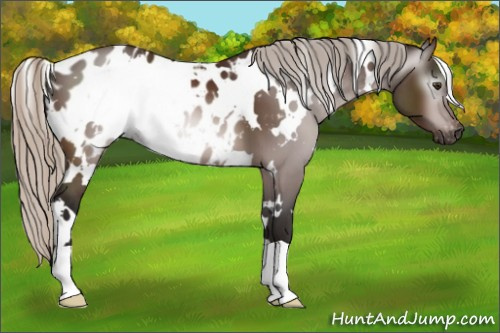Horse Color:Gray White Spotted Silver Brown Appaloosa 