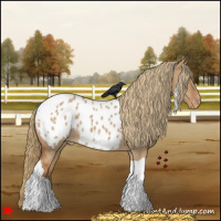 Horse Color:Red Dun Tobiano Appaloosa 