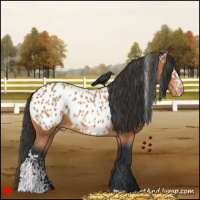 Horse Color:White Spotted Bay Appaloosa 