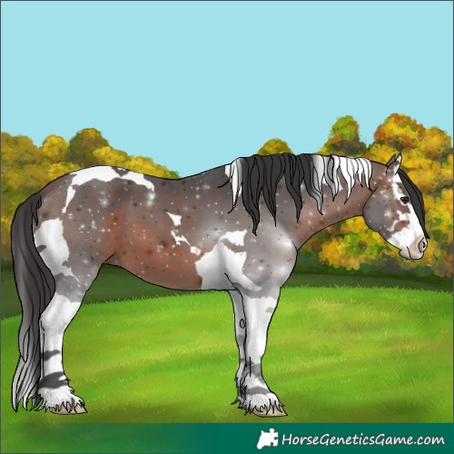 Horse Color:Brown Splash Tobiano 