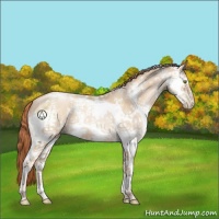 Horse Color:White Spotted Classic Champagne Pearl 