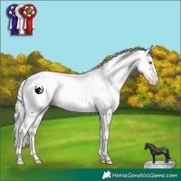 Horse Color:White Spotted Classic Champagne Chinchilla Pearl 