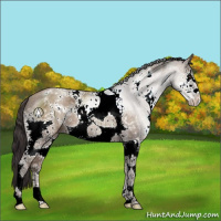 Horse Color:White Spotted Classic Champagne Ice