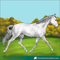 Horse Color:Gray White Spotted Black Sabino Near Leopard Rabicano 