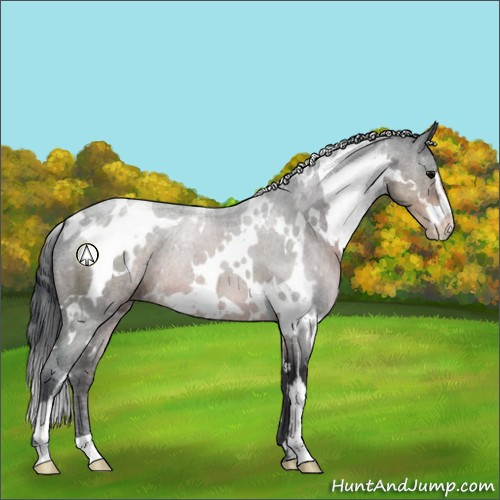 Horse Color:White Spotted Brown Sabino 