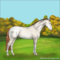 Horse Color:Sable Cream Champagne Pearl Dun Sabino Appaloosa
