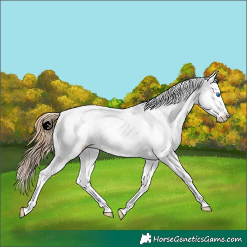 Horse Color:Buckskin Pearl Dun Sabino Splash Appaloosa 