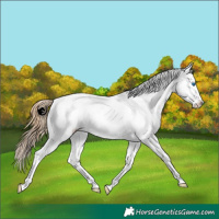 Horse Color:Buckskin Pearl Dun Sabino Splash Appaloosa 
