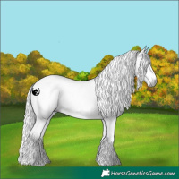 Horse Color:Gray White Spotted Silver Black Sabino 