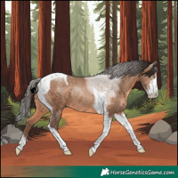 Horse Color:Sable Champagne Sabino Tobiano 