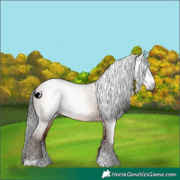 Horse Color:Gray Sable Champagne Sabino 