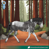 Horse Color:White Spotted Smoky Black Tobiano 