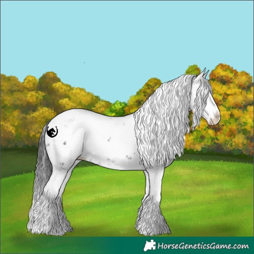 Horse Color:Black Sabino Splash 