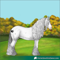 Horse Color:Black Sabino Splash
