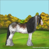 Horse Color:White Spotted Brown Sabino