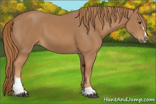 Horse Color:Chestnut Sabino 