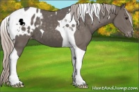 Horse Color:Silver Black Tobiano Appaloosa 