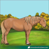 Horse Color:Chestnut 