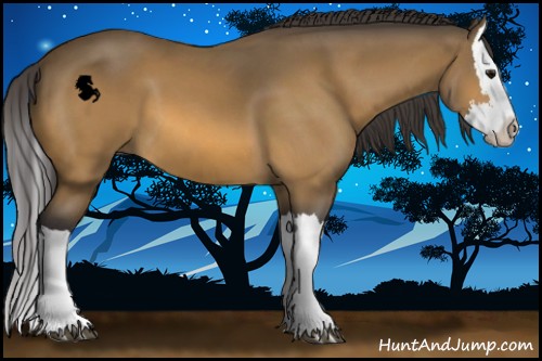 Horse Color:Buckskin Splash