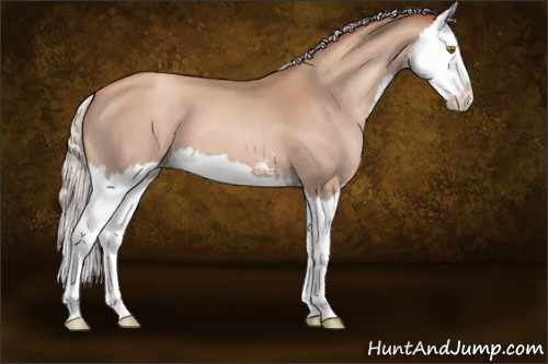 Horse Color:Silver Classic Champagne Sabino Splash 