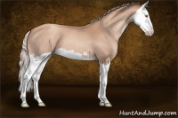 Horse Color:Silver Classic Champagne Sabino Splash 