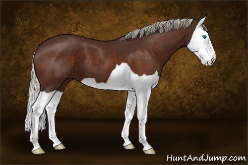 Horse Color:Silver Brown Splash