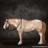 Horse Color:White Spotted Buckskin Pearl Appaloosa 
