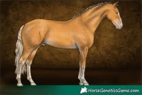 Horse Color:Gold Cream Champagne Sabino 