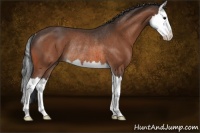 Horse Color:Bay Sabino Splash Rabicano