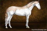Horse Color:White Spotted Gold Champagne Pearl Sabino Splash 