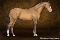 Horse Color:Sable Cream Champagne Sabino
