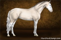 Horse Color:Gold Cream Champagne Pearl Sabino Splash 