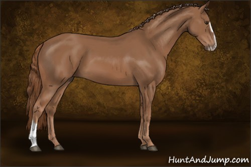 Horse Color:Chestnut Sabino