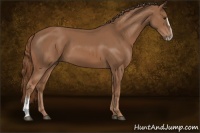 Horse Color:Chestnut Sabino