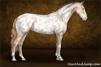 Horse Color:Gold Champagne Pearl Sabino Appaloosa 