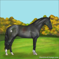 Horse Color:Black 