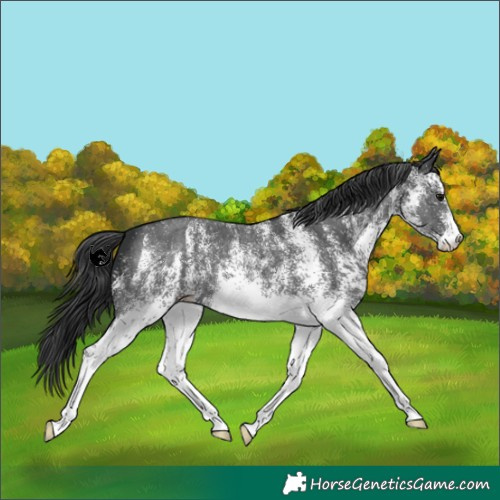 Horse Color:White Spotted Black 