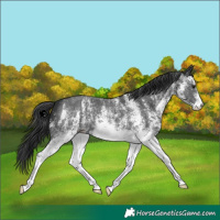 Horse Color:White Spotted Black 