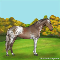 Horse Color:White Spotted Silver Black 