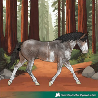 Horse Color:White Spotted Brown 