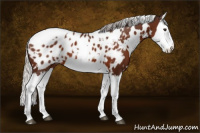 Horse Color:White Spotted Silver Brown Splash Appaloosa 
