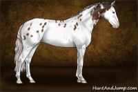 Horse Color:White Spotted Silver Brown Sabino Splash Appaloosa 