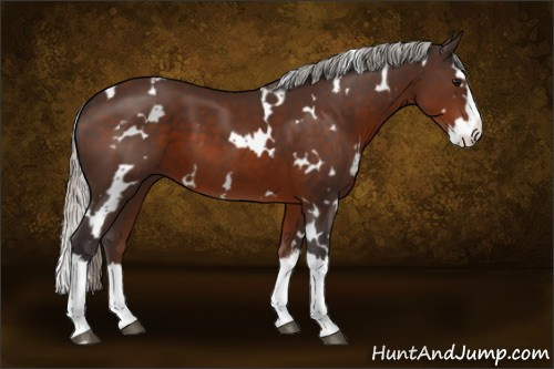 Horse Color:White Spotted Silver Brown Splash
