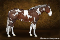 Horse Color:White Spotted Silver Brown Splash 