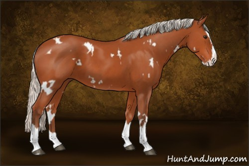 Horse Color:White Spotted Silver Brown Splash 