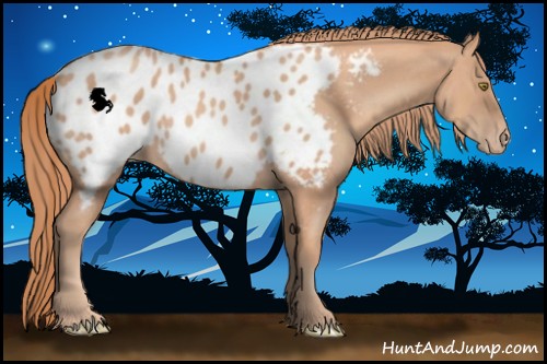 Horse Color:Gold Champagne Appaloosa Rabicano 