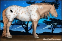 Horse Color:Gold Champagne Appaloosa Rabicano 
